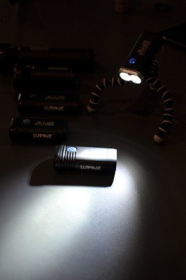 Auf einer Lichtung entdeckt das Lampentier sein Weibchen und umgarnt es mit imponierender Leuchtkraft.